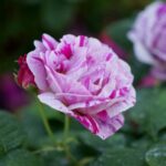 Róże w ogrodzie botanicznym w Kielcach / Piotr Kwaśniewski / Radio Kielce