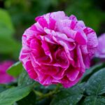 Róże w ogrodzie botanicznym w Kielcach / Piotr Kwaśniewski / Radio Kielce