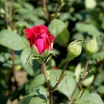 Róże w ogrodzie botanicznym w Kielcach / Piotr Kwaśniewski / Radio Kielce