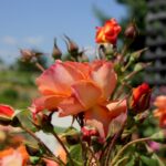 Róże w ogrodzie botanicznym w Kielcach / Piotr Kwaśniewski / Radio Kielce