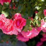 Róże w ogrodzie botanicznym w Kielcach / Piotr Kwaśniewski / Radio Kielce