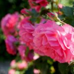 Róże w ogrodzie botanicznym w Kielcach / Piotr Kwaśniewski / Radio Kielce