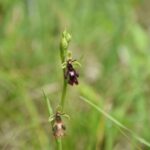 Wroni Dół. Dwulistnik muszy / Jadwiga Zagrobelna