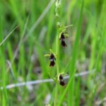 Wroni Dół. Dwulistnik muszy / Jadwiga Zagrobelna