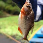 Kolumbia / Ewa Kulak-Carvajal / Kinga Puerto Grzeszczuk i Mario Carvajal