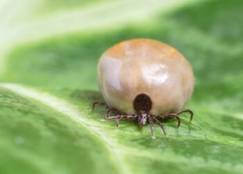 Filled with blood the tick sits on a green leaf. / Radio Olsztyn