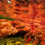 Kolumbia / Ewa Kulak-Carvajal, Kinga Puerto Grzeszczuk i Mario Carvajal