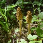 Wroni Dół. Gnieźnik leśny / Jadwiga Zagrobelna