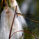 Iglica mała / Jakub Błędowski