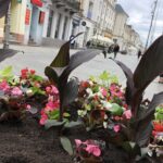 04.06.2020. Kielce. Nasadzenia roślin w śródmieściu oraz przy skrzyżowaniach dużych w ulic w Kielcach / RPZiUK w Kielcach