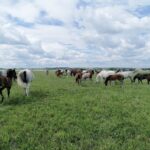 03.06.2020. Michałów. Stadnina koni / Marta Gajda / Radio Kielce