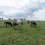 03.06.2020. Michałów. Stadnina koni / Marta Gajda / Radio Kielce