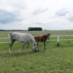 03.06.2020. Michałów. Stadnina koni / Marta Gajda / Radio Kielce