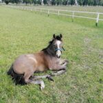 03.06.2020. Michałów. Stadnina koni / Marta Gajda / Radio Kielce