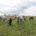 03.06.2020. Michałów. Stadnina koni / Marta Gajda / Radio Kielce