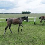 03.06.2020. Michałów. Stadnina koni / Marta Gajda / Radio Kielce