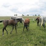 03.06.2020. Michałów. Stadnina koni / Marta Gajda / Radio Kielce