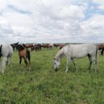 03.06.2020. Michałów. Stadnina koni / Marta Gajda / Radio Kielce