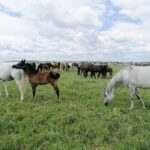 03.06.2020. Michałów. Stadnina koni / Marta Gajda / Radio Kielce