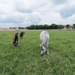 03.06.2020. Michałów. Stadnina koni / Marta Gajda / Radio Kielce