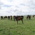 03.06.2020. Michałów. Stadnina koni / Marta Gajda / Radio Kielce