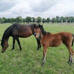 03.06.2020. Michałów. Stadnina koni / Marta Gajda / Radio Kielce