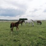 03.06.2020. Michałów. Stadnina koni / Marta Gajda / Radio Kielce