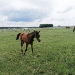 03.06.2020. Michałów. Stadnina koni / Marta Gajda / Radio Kielce