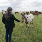 03.06.2020. Michałów. Stadnina koni / Marta Gajda / Radio Kielce