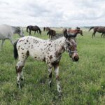 03.06.2020. Michałów. Stadnina koni / Marta Gajda / Radio Kielce