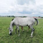 03.06.2020. Michałów. Stadnina koni / Marta Gajda / Radio Kielce