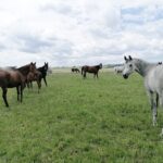 03.06.2020. Michałów. Stadnina koni / Marta Gajda / Radio Kielce