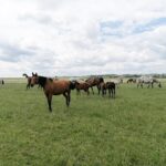 03.06.2020. Michałów. Stadnina koni / Marta Gajda / Radio Kielce