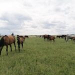 03.06.2020. Michałów. Stadnina koni / Marta Gajda / Radio Kielce