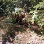 Końskie. Pierwsze po przerwie manewry Jednostki Strzeleckiej 2026 / Jednostka Strzelecka 2026