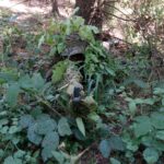 Końskie. Pierwsze po przerwie manewry Jednostki Strzeleckiej 2026 / Jednostka Strzelecka 2026