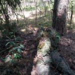 Końskie. Pierwsze po przerwie manewry Jednostki Strzeleckiej 2026 / Jednostka Strzelecka 2026