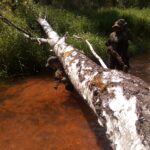 Końskie. Pierwsze po przerwie manewry Jednostki Strzeleckiej 2026 / Jednostka Strzelecka 2026