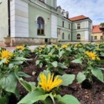 07.06.2020 Sandomierz. Kwiaty na starówce  / Grażyna Szlęzak-Wójcik / Radio Kielce