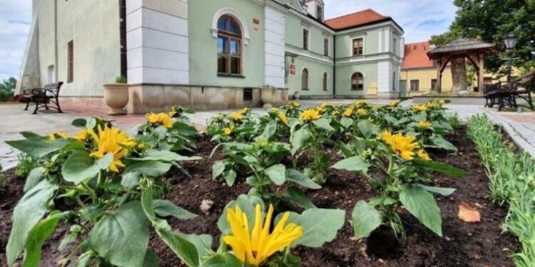 07.06.2020 Sandomierz. Kwiaty na starówce  / Grażyna Szlęzak-Wójcik / Radio Kielce