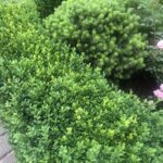 14.06.2020 Sandomierz. Bukszpan zimozielony / Grażyna Szlęzak-Wójcik / Radio Kielce