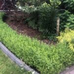 14.06.2020 Sandomierz. Bukszpan zimozielony / Grażyna Szlęzak-Wójcik / Radio Kielce