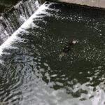 07.06.2020 Kielce. Bóbr pływał w Silnicy / Marcin Przemirski / Radio Kielce