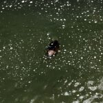 07.06.2020 Kielce. Bóbr pływał w Silnicy / Marcin Przemirski / Radio Kielce