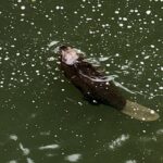 07.06.2020 Kielce. Bóbr pływał w Silnicy / Marcin Przemirski / Radio Kielce