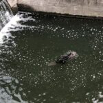 07.06.2020 Kielce. Bóbr pływał w Silnicy / Marcin Przemirski / Radio Kielce