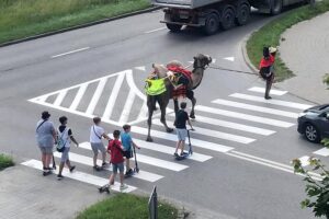 25.06.2020. Kielce. Wielbłąd spacerował po mieście / archiwum prywatne