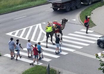 25.06.2020. Kielce. Wielbłąd spacerował po mieście / archiwum prywatne