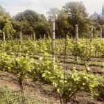 12.06.2020. Sandomierz. Dzień otwartych winnic / Grażyna Szlęzak-Wójcik / Radio Kielce