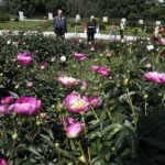 11.06.2020 Kielce. Ogród botaniczny. Spacer / Jarosław Kubalski / Radio Kielce